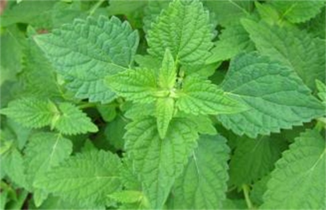 冬凌草种植的办法