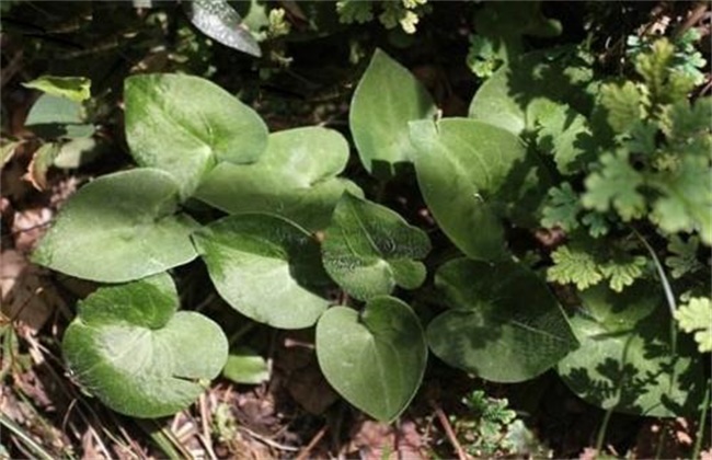 细辛的种植技术