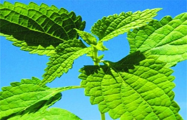 冬凌草种植的办法