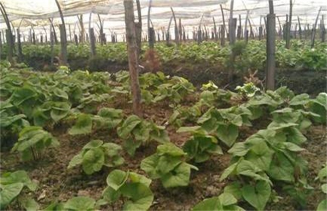 细辛的种植技术