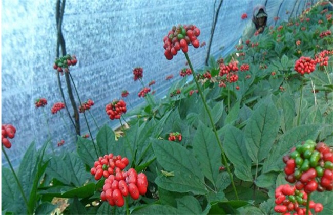 西洋参种植的注意些什么