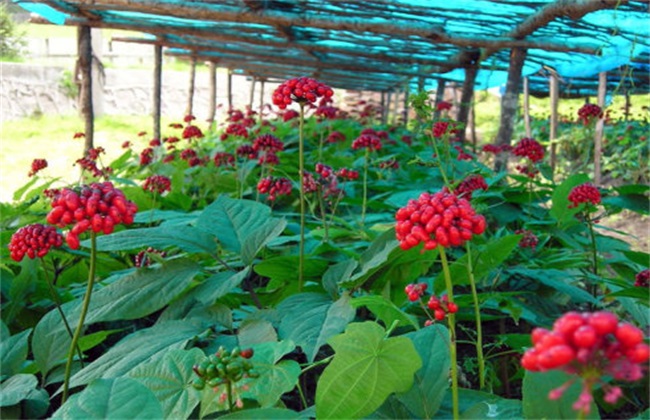 西洋参种植的注意些什么