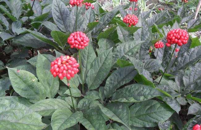 西洋参种植的注意些什么