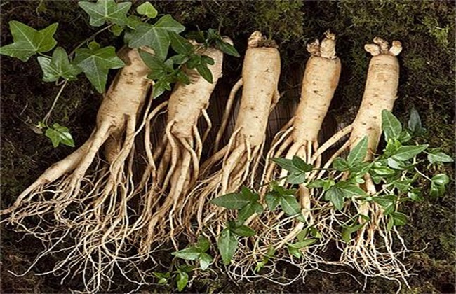 西洋参种植的注意些什么