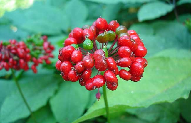 西洋参种植的注意些什么