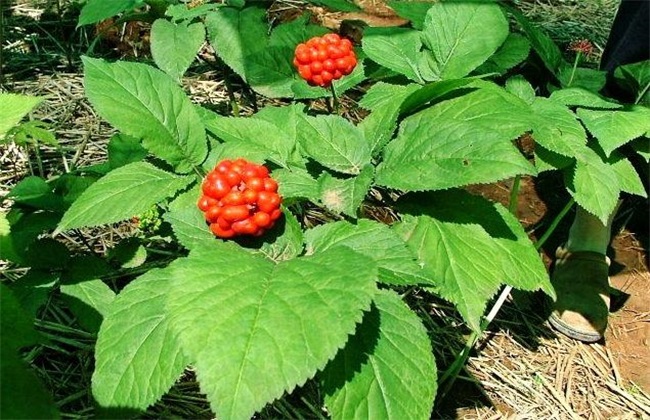 西洋参种植的注意些什么