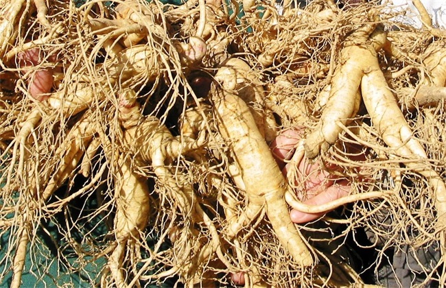 西洋参种植的注意些什么