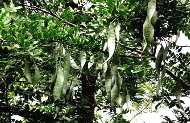 皂角种植的注意些什么