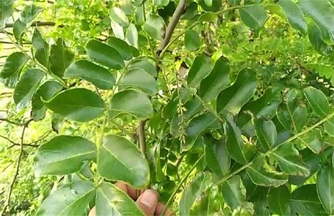 皂角种植的注意些什么