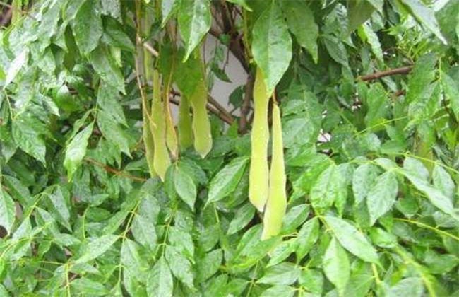 皂角种植的注意些什么