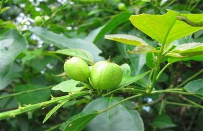 巴豆的种植办法