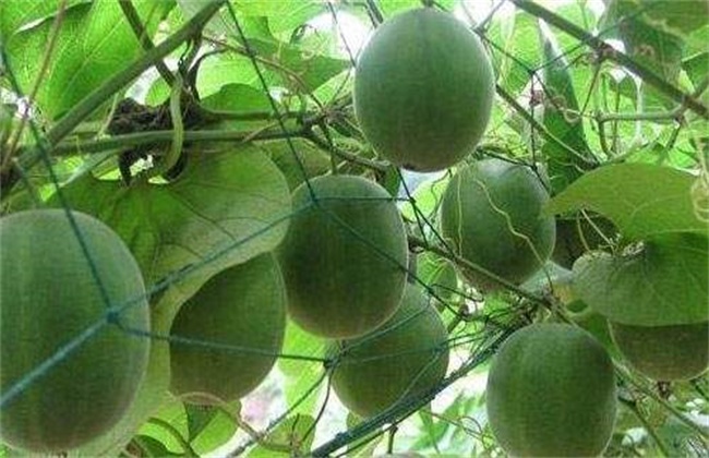 罗汉果经常遇见病虫害防治办法