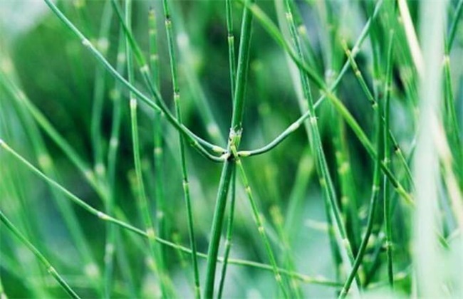 节节草的种植办法