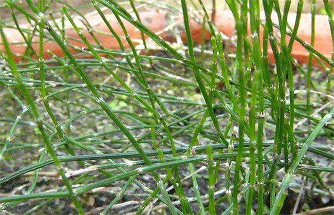 节节草的种植办法