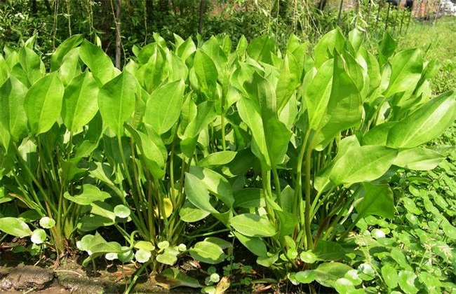 泽泻的种植办法