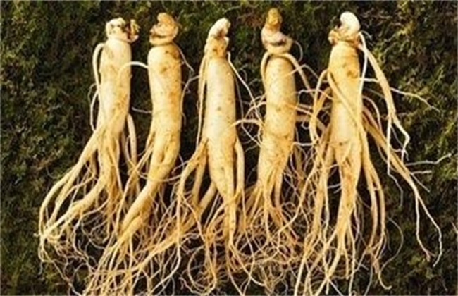 人参种植的注意些什么