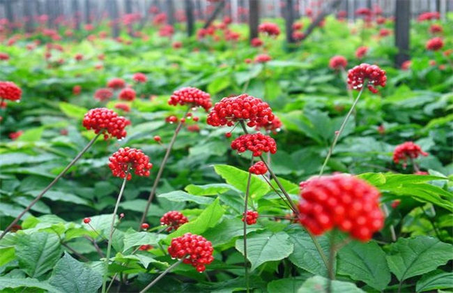 人参种植的注意些什么