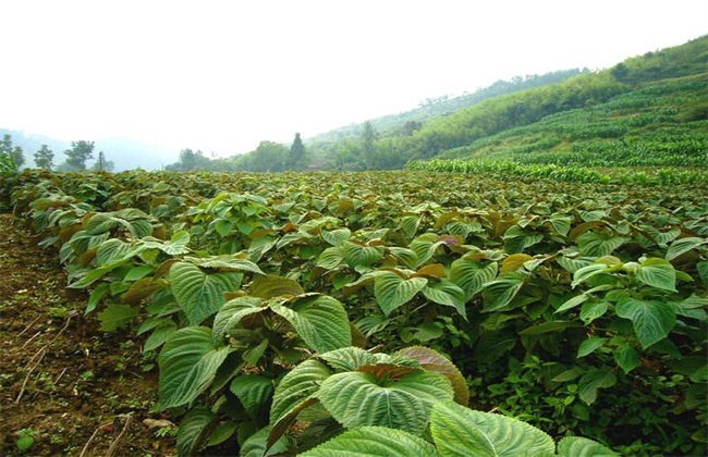 紫苏种植的注意些什么