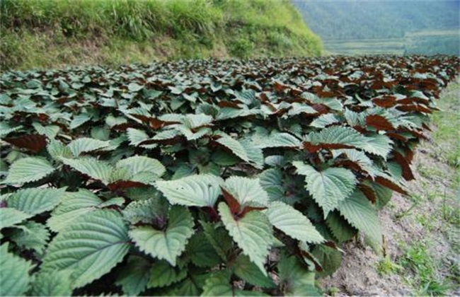 紫苏种植的注意些什么