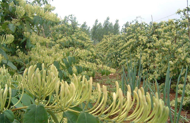 金银花种植的注意些什么