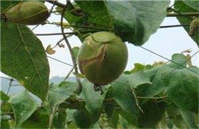罗汉果裂果该解决办法