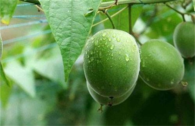 罗汉果裂果该解决办法