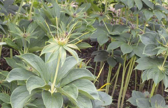 种植重楼要要注意什么