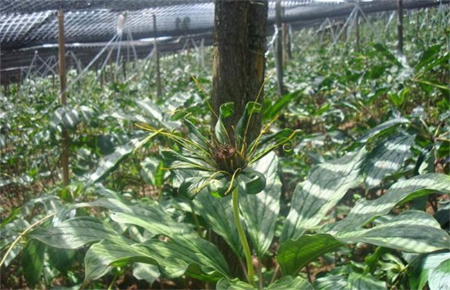 种植重楼要要注意什么