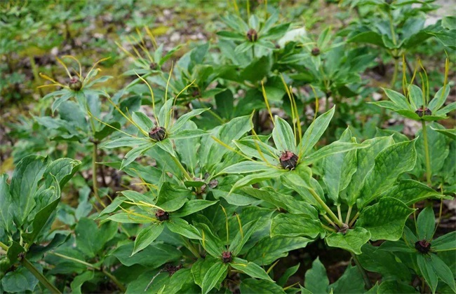 种植重楼要要注意什么