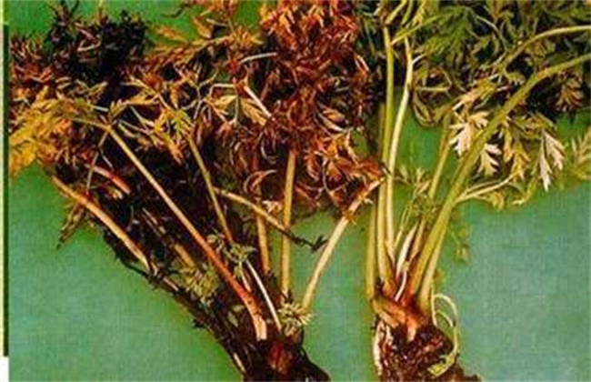 黄芪经常遇见病虫害防治办法
