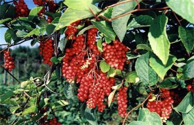 五味子怎么种植才好