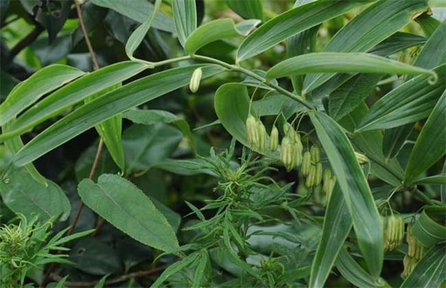 怎么种植黄精