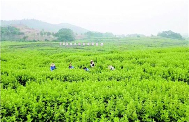 怎么种植艾草才好