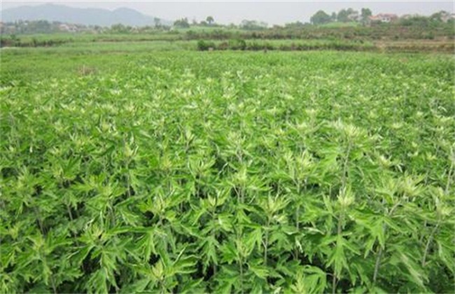 怎么种植艾草才好