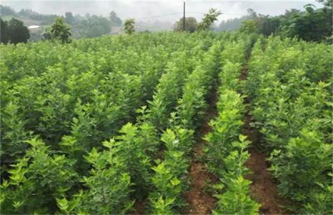 怎么种植艾草才好