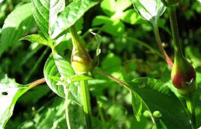 牛膝种植的注意些什么