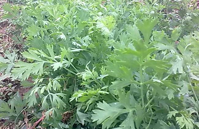 防风种植的注意些什么