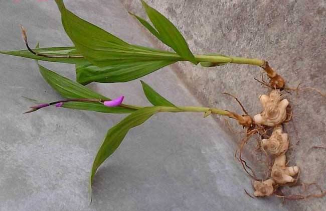 怎么样提高白芨种植成活率