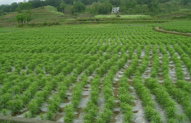 食用百合种植的办法与时间