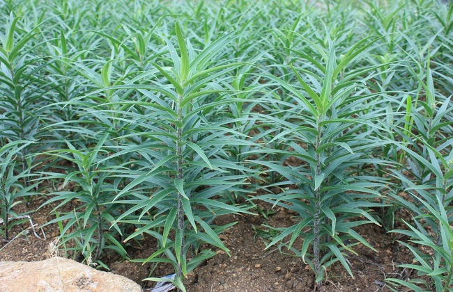 食用百合种植的办法与时间