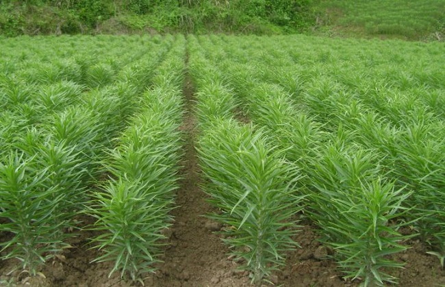 食用百合种植的办法与时间