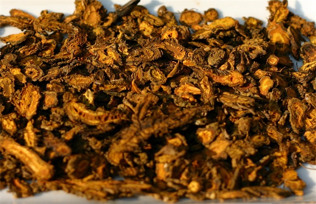 黄连种植的注意些什么