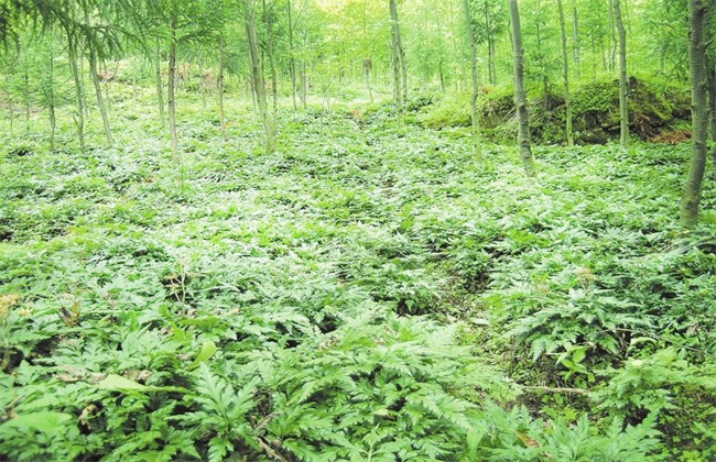 黄连种植的注意些什么