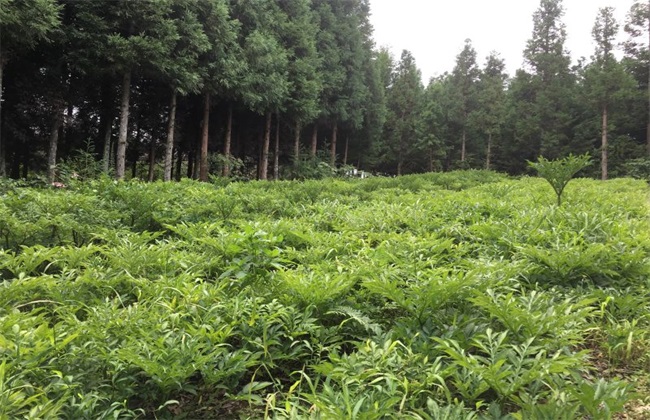 黄连种植的注意些什么