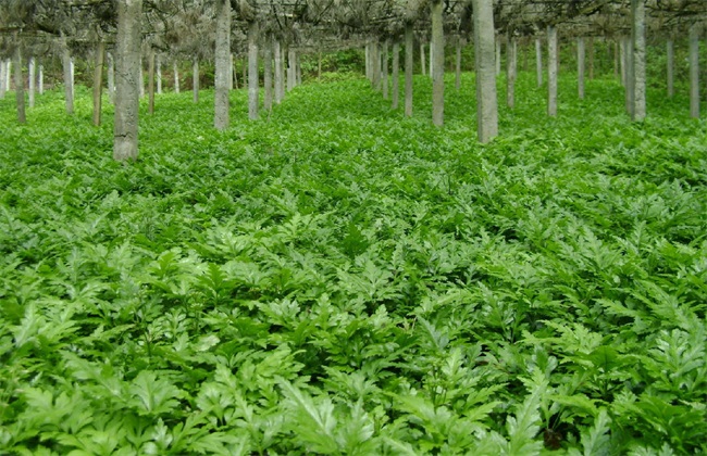 黄连种植的注意些什么