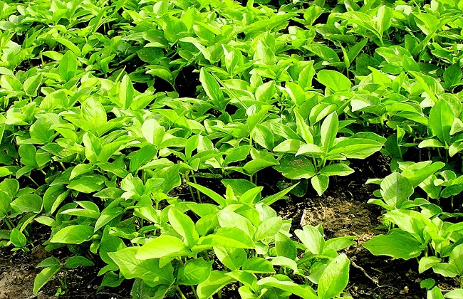 种植天麻要要注意哪些问题