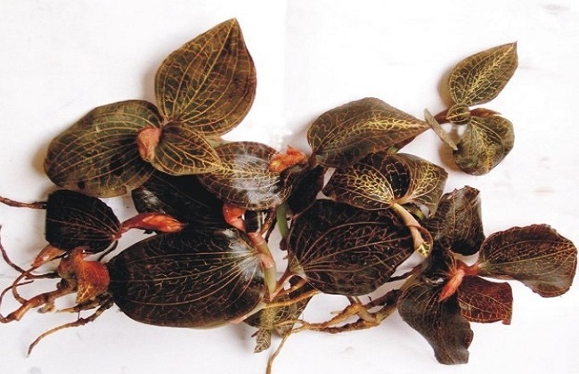 金线莲种植的注意些什么