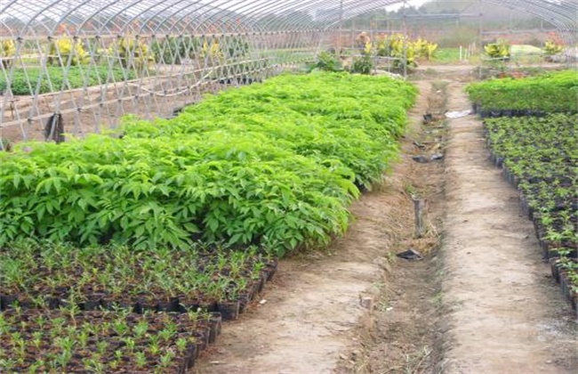 薄荷的种植时间和办法
