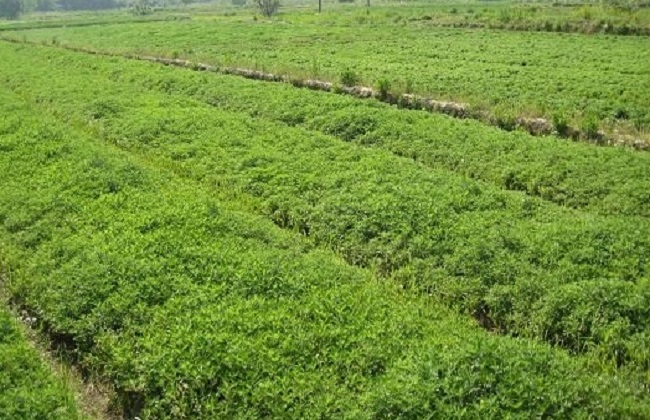 艾草种植的注意些什么