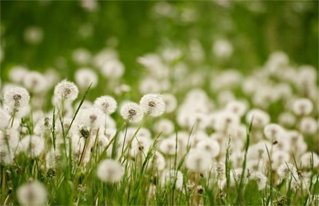 蒲公英的种植办法及注意些什么